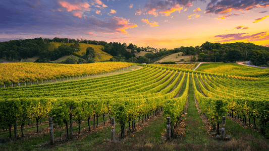 Vineyard Safety Applies To All Growers!